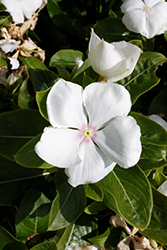 Vitesse White Vinca (Catharanthus roseus 'Vitesse White') at Lakeshore Garden Centres