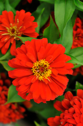 Holi Scarlet Zinnia (Zinnia elegans 'Holi Scarlet') at Lakeshore Garden Centres