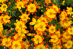 Taka Tuka Red Yellow Center (Bidens ferulifolia 'Taka Tuka Red Yellow Center') at Lakeshore Garden Centres