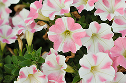 Surfinia Heartbeat Petunia (Petunia 'Surfinia Heartbeat') at Lakeshore Garden Centres