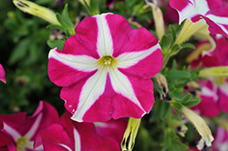 Surfinia Purple Starshine Petunia (Petunia 'Surfinia Purple Starshine') at Lakeshore Garden Centres