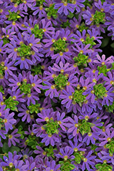 Surdiva Blue Violet Fan Flower (Scaevola aemula 'Surdiva Blue Violet') at Lakeshore Garden Centres