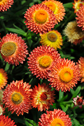 Cottage Bronze Strawflower (Bracteantha 'Wesbracobron') at Lakeshore Garden Centres