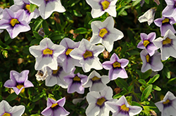 Calitastic Ice Blue Calibrachoa (Calibrachoa 'Wescaicbl') at Lakeshore Garden Centres