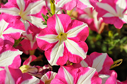 Crazytunia Pink Frills Petunia (Petunia 'Wespecrapifi') at Lakeshore Garden Centres