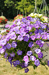 Easy Wave Lavender Sky Blue Petunia (Petunia 'Easy Wave Lavender Sky Blue') at Lakeshore Garden Centres