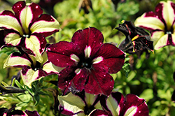 Headliner Starry Sky Burgundy Petunia (Petunia 'KLEPH18389') at A Very Successful Garden Center