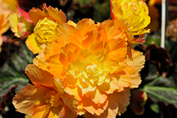 I'Conia Portofino Citrix Begonia (Begonia 'I'Conia Portofino Citrix') at Lakeshore Garden Centres