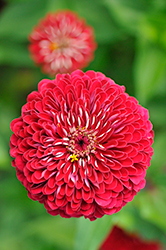 Benary's Giant Deep Red Zinnia (Zinnia 'Benary's Giant Deep Red') at Lakeshore Garden Centres