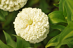 Benary's Giant White Zinnia (Zinnia 'Benary's Giant White') at Lakeshore Garden Centres
