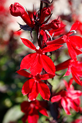 Starship Scarlet Lobelia (Lobelia 'Starship Scarlet') at Lakeshore Garden Centres