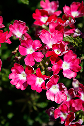 Cadet Upright Hot Pink Wink (Verbena 'Balcadopwi') at Lakeshore Garden Centres
