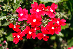 Cadet Upright Red Verbena (Verbena 'Balcadredim') at Lakeshore Garden Centres