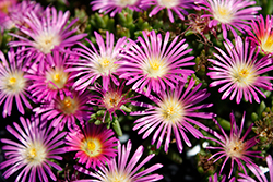 Delmara Pink Ice Plant (Delosperma 'Delmara Pink') at Lakeshore Garden Centres