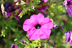 Success! Violet Petunia (Petunia 'Success! Violet') at Lakeshore Garden Centres