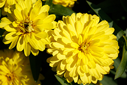 Zahara Double Yellow Zinnia (Zinnia 'Zahara Double Yellow') at Lakeshore Garden Centres