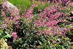 Canyon Belle Coral Bells (Heuchera 'Canyon Belle') at Lakeshore Garden Centres