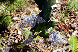 Cliff Schmidt Feltleaf Ceanothus (Ceanothus arboreus 'Cliff Schmidt') at Lakeshore Garden Centres