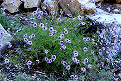 De La Mina Verbena (Verbena lilacina 'De La Mina') at Lakeshore Garden Centres