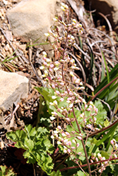 Island Alum Root (Heuchera maxima) at Lakeshore Garden Centres