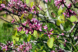 Western Redbud (Cercis occidentalis) at Lakeshore Garden Centres