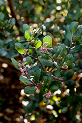 Big Berry Manzanita (Arctostaphylos glauca) at Lakeshore Garden Centres