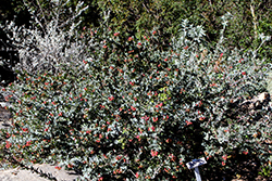 Lester Rowntree Manzanita (Arctostaphylos 'Lester Rowntree') at Lakeshore Garden Centres