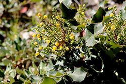 Shinyleaf Grape Holly (Mahonia pinnata) at Lakeshore Garden Centres