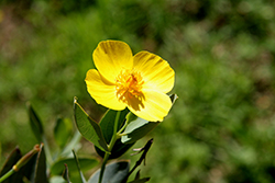 Bush Poppy (Dendromecon rigida) at Lakeshore Garden Centres