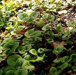Western Wild Ginger (Asarum caudatum) at Lakeshore Garden Centres
