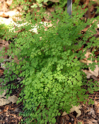 Fendler's Meadow Rue (Thalictrum fendleri var. polcarpum) at Lakeshore Garden Centres