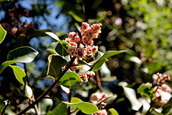 Lemonade Berry (Rhus integrifolia) at Lakeshore Garden Centres