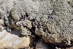 Kennedy's Buckwheat (Eriogonum kennedyi) at Lakeshore Garden Centres