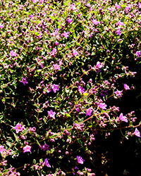 California Four O'Clock (Mirabilis laevis var. crassifolia) at Lakeshore Garden Centres