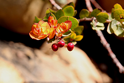 Autumn Glow Manzanita (Arctostaphylos 'Autumn Glow') at Lakeshore Garden Centres