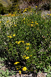 Cedros Island Crownbeard (Verbesina hastata) at Lakeshore Garden Centres
