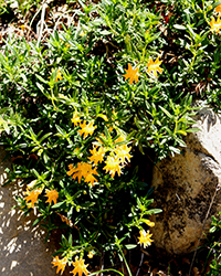 Large-flowered Bush Monkeyflower (Diplacus grandiflorus) at Lakeshore Garden Centres