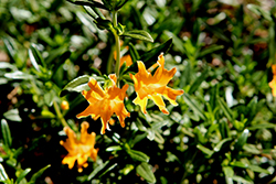 Large-flowered Bush Monkeyflower (Diplacus grandiflorus) at Lakeshore Garden Centres