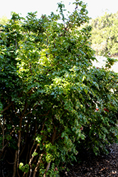 California Barberry (Berberis pinnata) at Lakeshore Garden Centres