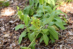 Avis Keedy Hummingbird Sage (Salvia spathacea 'Avis Keedy') at Lakeshore Garden Centres