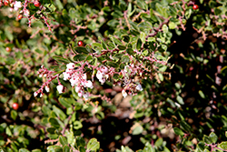 Buxifolia Hooker's Manzanita (Arctostaphylos hookeri 'Buxifolia') at Lakeshore Garden Centres