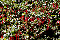 Fuchsia-flowered Gooseberry (Ribes speciosum) at Lakeshore Garden Centres