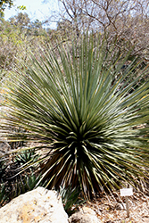 Parry's Beargrass (Nolina parryi) at Lakeshore Garden Centres
