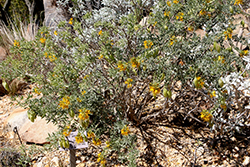Bladderpod Bush (Peritoma arborea) at Lakeshore Garden Centres