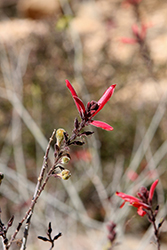 Chuparosa (Justicia californica) at Lakeshore Garden Centres