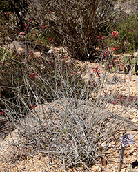Chuparosa (Justicia californica) at Lakeshore Garden Centres