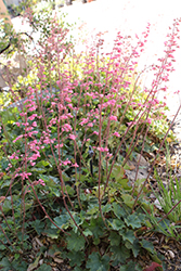 Wendy Coral Bells (Heuchera 'Wendy') at Lakeshore Garden Centres