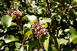 Sugar Bush (Rhus ovata) at Lakeshore Garden Centres