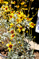 Brittlebush (Encelia farinosa) at Lakeshore Garden Centres