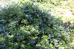 Joyce Coulter Creeping California Lilac (Ceanothus 'Joyce Coulter') at Lakeshore Garden Centres